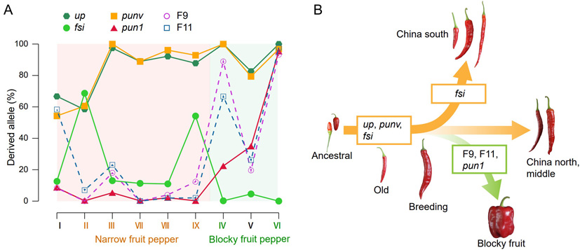 Mol Plant 所網(wǎng)站-新聞稿-圖3.JPG