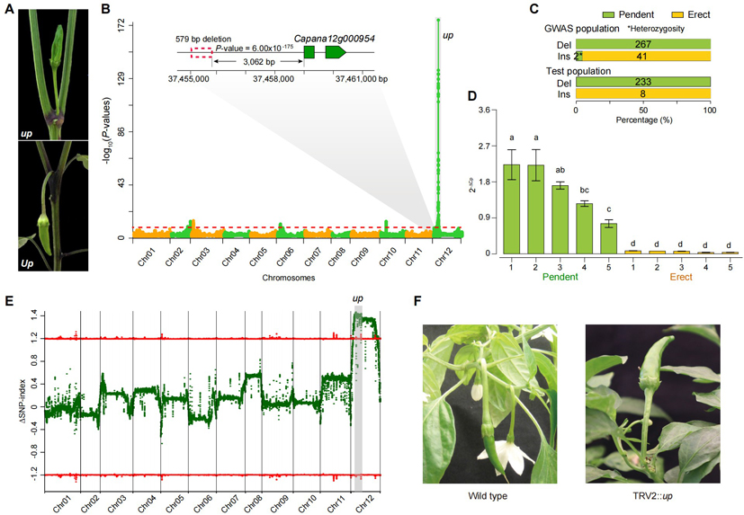 Mol Plant 所網(wǎng)站-新聞稿-圖2.JPG