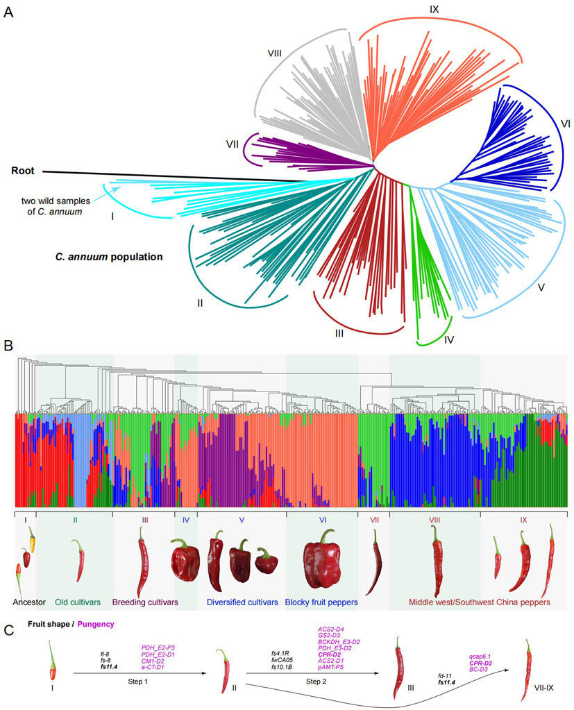 Mol Plant 所網(wǎng)站-新聞稿-圖1.JPG