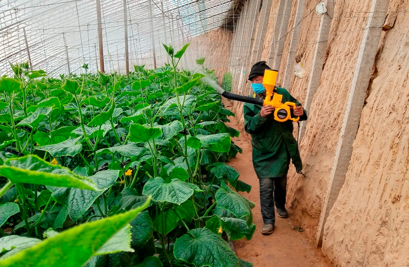 1彌粉法施藥技術(shù)在溫室黃瓜棚內(nèi)應(yīng)用.jpg