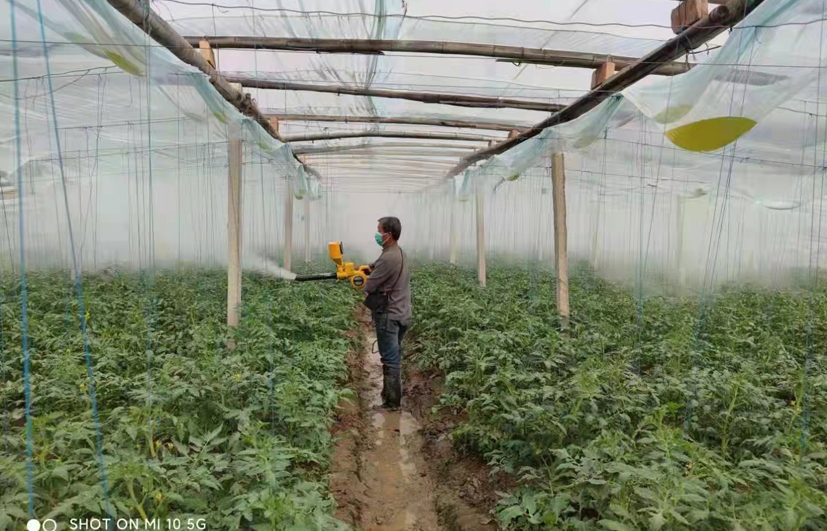 2彌粉法施藥技術(shù)在拱棚番茄內(nèi)應(yīng)用.jpg