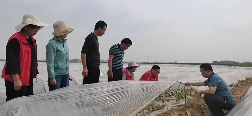 6 陳振東研究員率小分隊(duì)指導(dǎo)廣西露地蔬菜提前做好預(yù)防工作.jpg