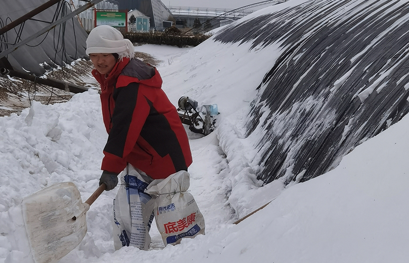 2 山東日光溫室暴雪情況.jpg