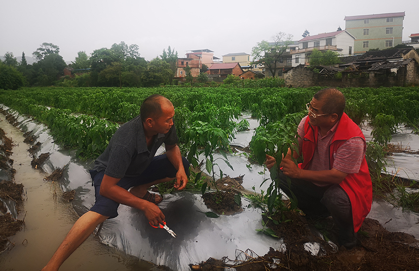 1廣西桂林灌陽縣露地辣椒排水防病技術(shù)指導(dǎo).jpg