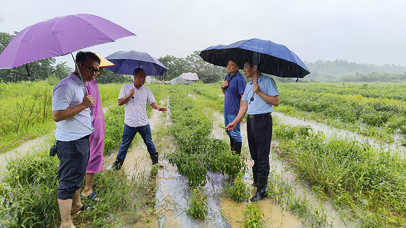 圖1-常德工作站專家在長沙望城區(qū)橋驛鎮(zhèn)蔬菜基地現(xiàn)場查看受災(zāi)情況并進(jìn)行技術(shù)指導(dǎo).jpg