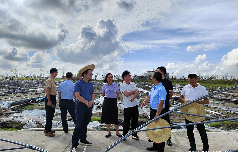 圖2 倒塌的大棚基地調(diào)研.jpg