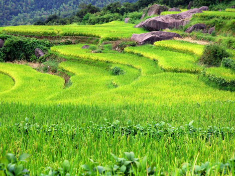 植物保護(hù)研究室